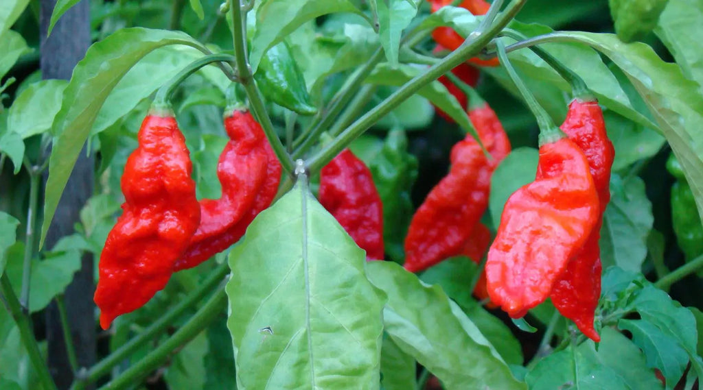 Bhut Jolokia (Ghost Pepper)