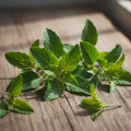 Fresh organic Tulsi Holy Basil leaves from Assam
