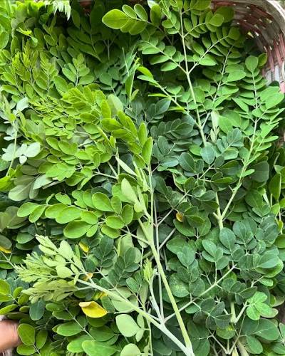 Moringa Powder