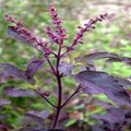 Krishna Tulsi Fesh leaves (Ocimum tenuiflorum) Minimum 100 kg order.