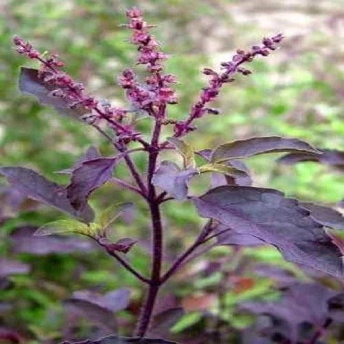 Krishna Tulsi Fesh leaves (Ocimum tenuiflorum) Minimum 100 kg order.
